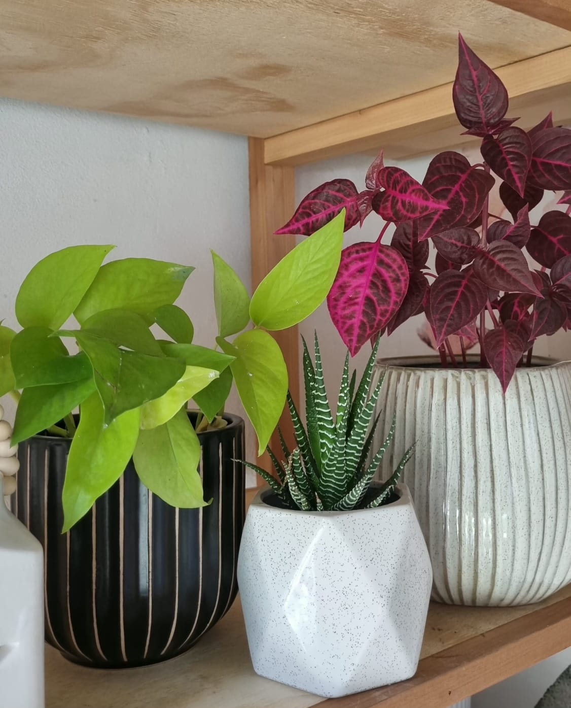 Plantas en distintas macetas del local